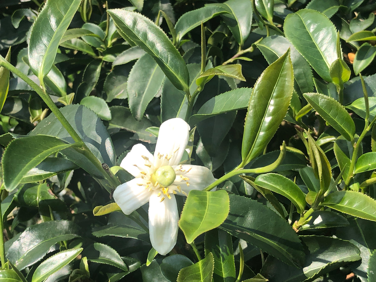 *Fresh 2024 Pick In Stock* Pomelo Flower Fragrance Oolong Mountain