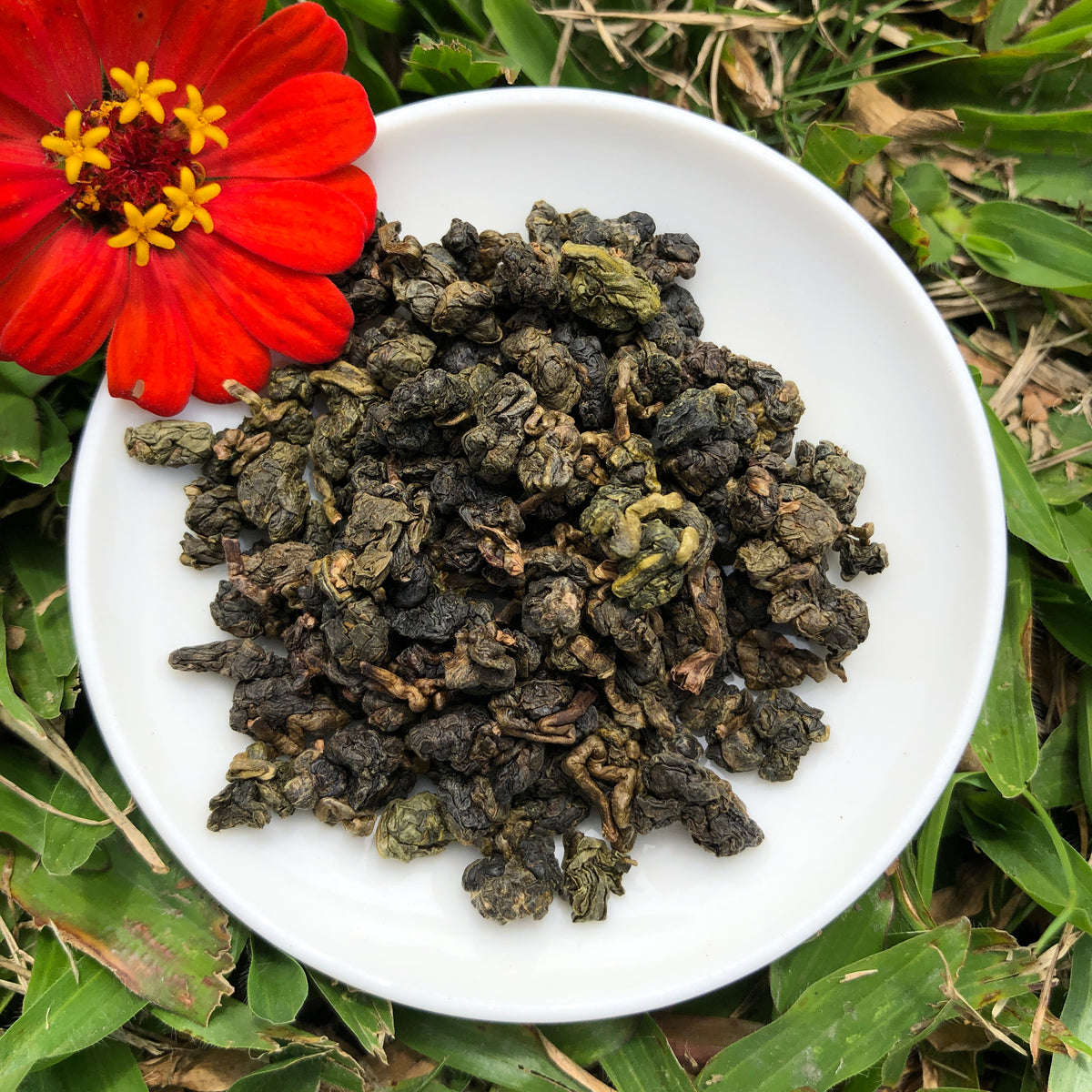 Acacia Charcoal Roast Milk Oolong – Mountain Stream Teas