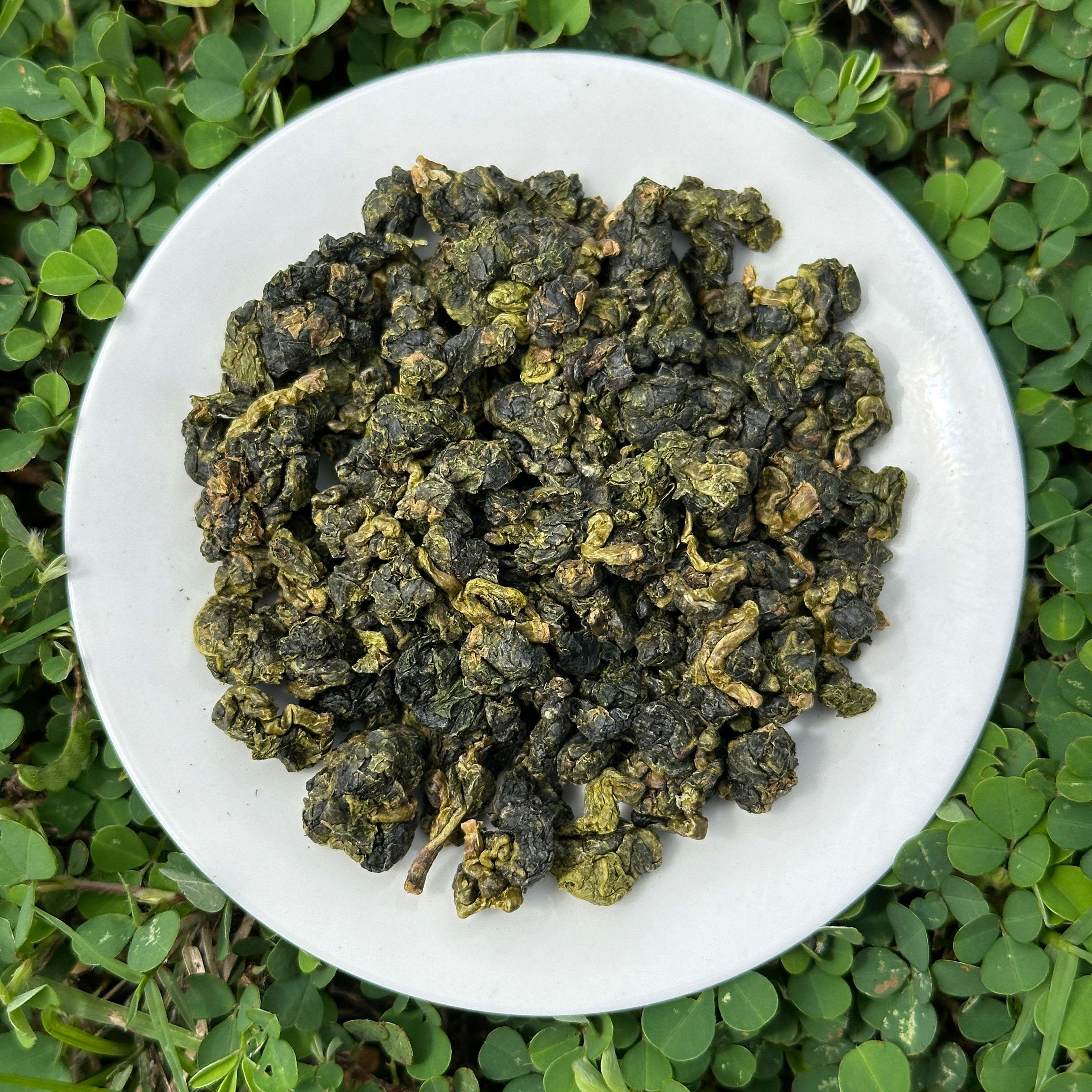 High Mountain Four Seasons Oolong