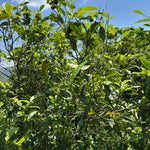 Forest Grown Monk's Wild White -- Camellia Formosensis White Tea