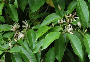 Magnolia Orchid Shanlinxi Oolong
