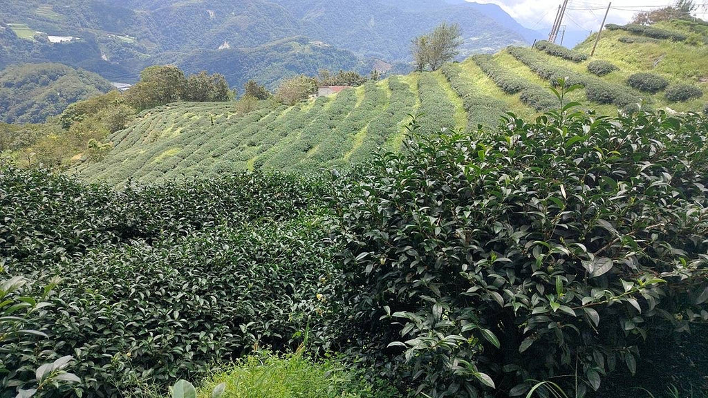 Alpine Winter Oolong