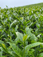 杉林溪鳳凰谷烏龍茶 -- Phoenix Valley Oolong (2026 Spring Pick)