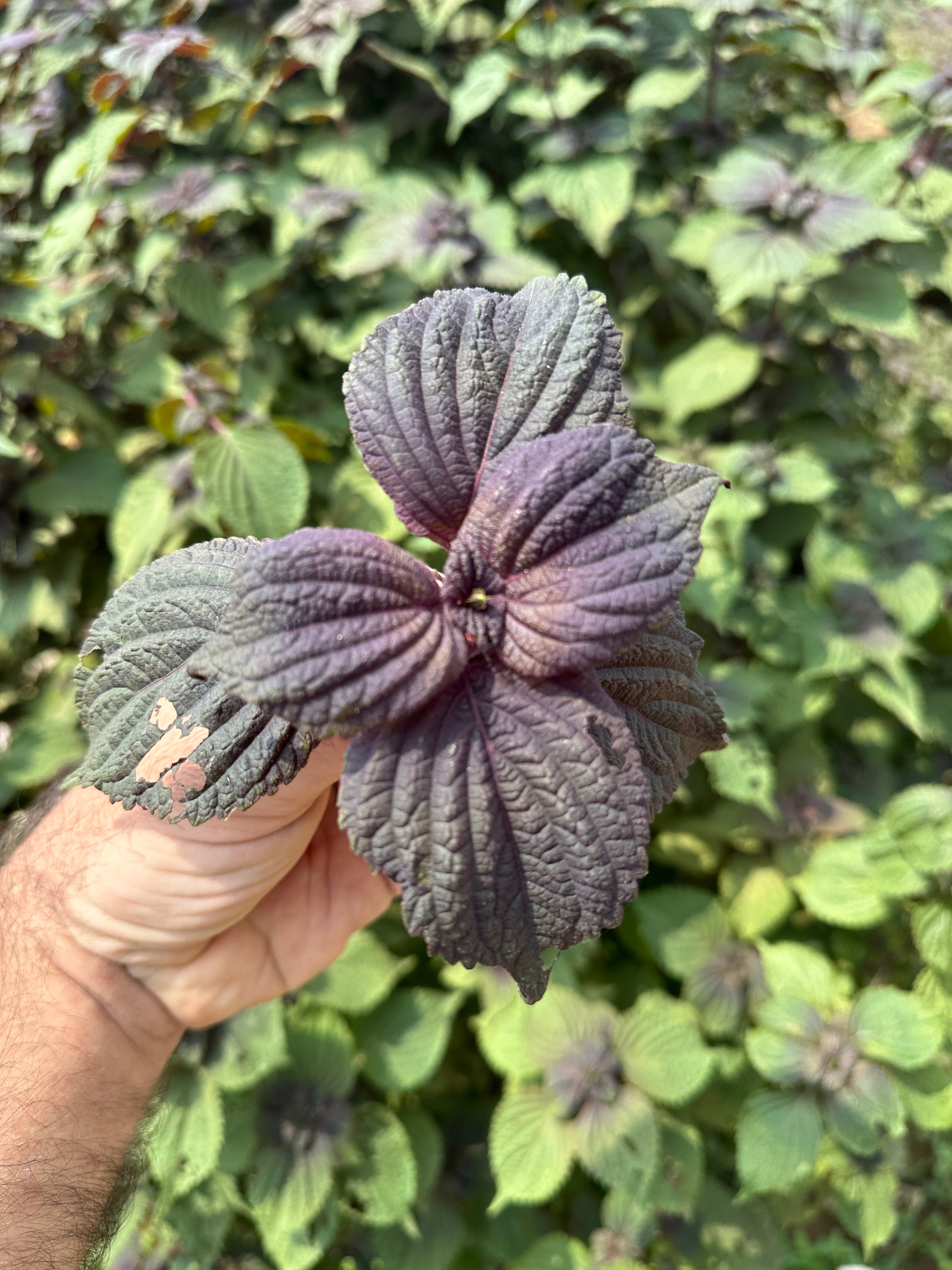 Perilla, Heart Leaf and Mesona Herbal Tea