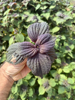 Perilla, Heart Leaf and Mesona Herbal Tea