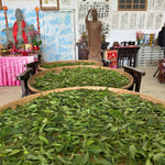 Forest Grown Monk's Wild White -- Camellia Formosensis White Tea