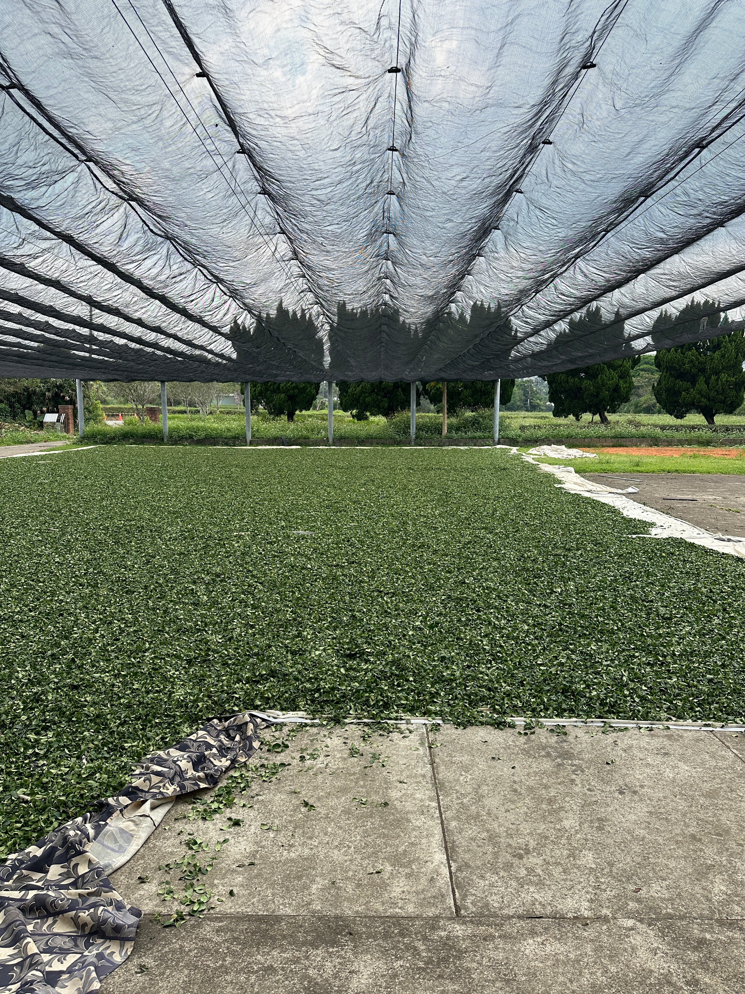 Peach Garden Black Tea