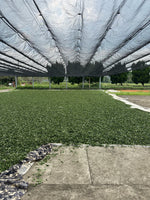 Peach Garden Black Tea