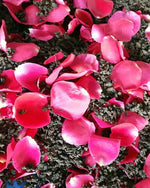 Rose Petal Shanlinxi Red Oolong