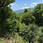 Forest Grown Monk's Wild White -- Camellia Formosensis White Tea