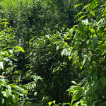 Forest Grown Monk's Wild White -- Camellia Formosensis White Tea