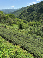 Pinglin Honey Black