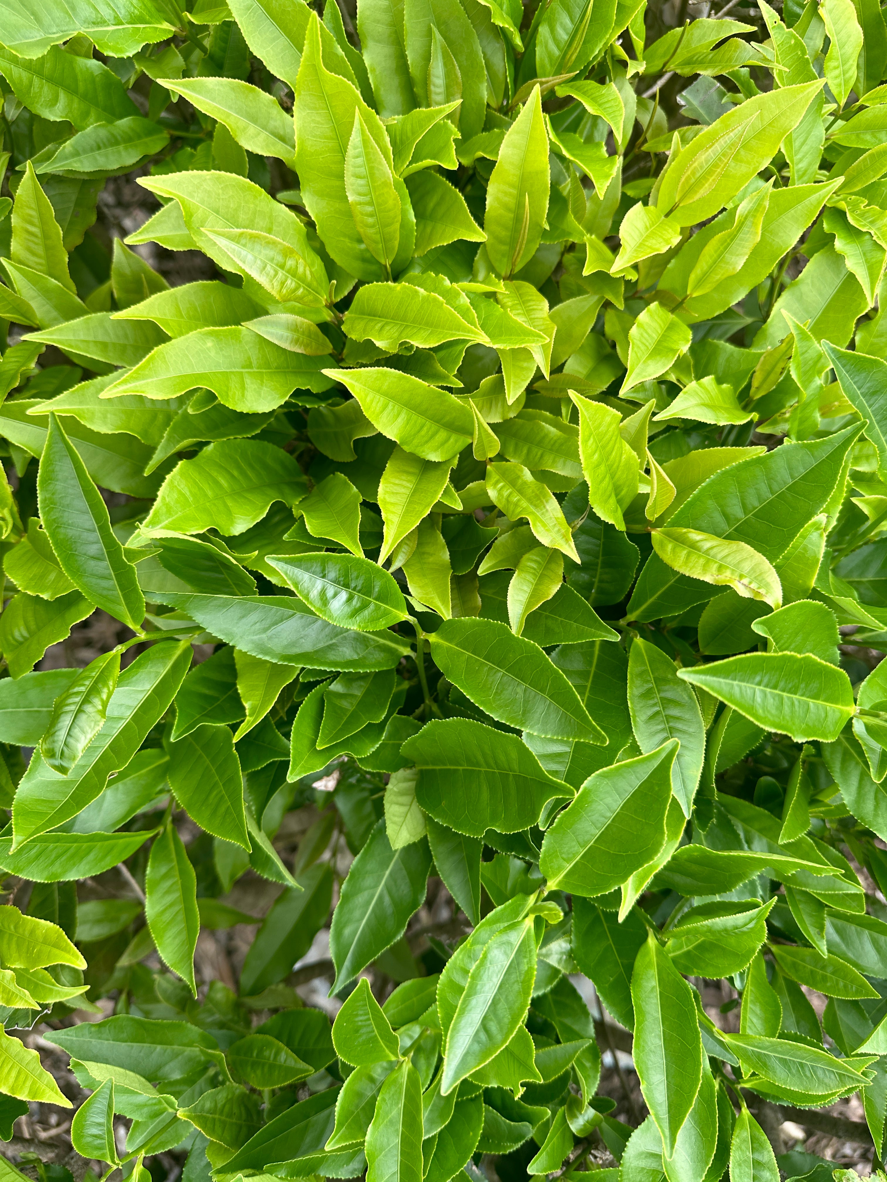 Wild Cultivar Oolong (Eastern Camellia Formosensis)