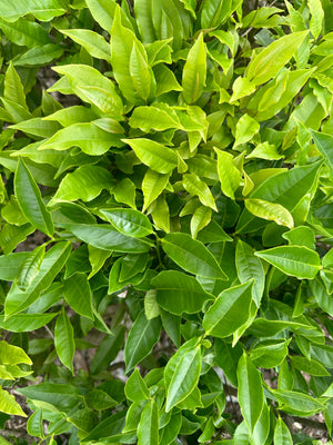 Wild Cultivar Oolong (Eastern Camellia Formosensis)