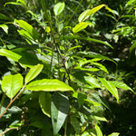 Forest Grown Monk's Wild White -- Camellia Formosensis White Tea