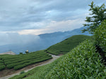 杉林溪鳳凰谷烏龍茶 -- Phoenix Valley Oolong (2026 Spring Pick)
