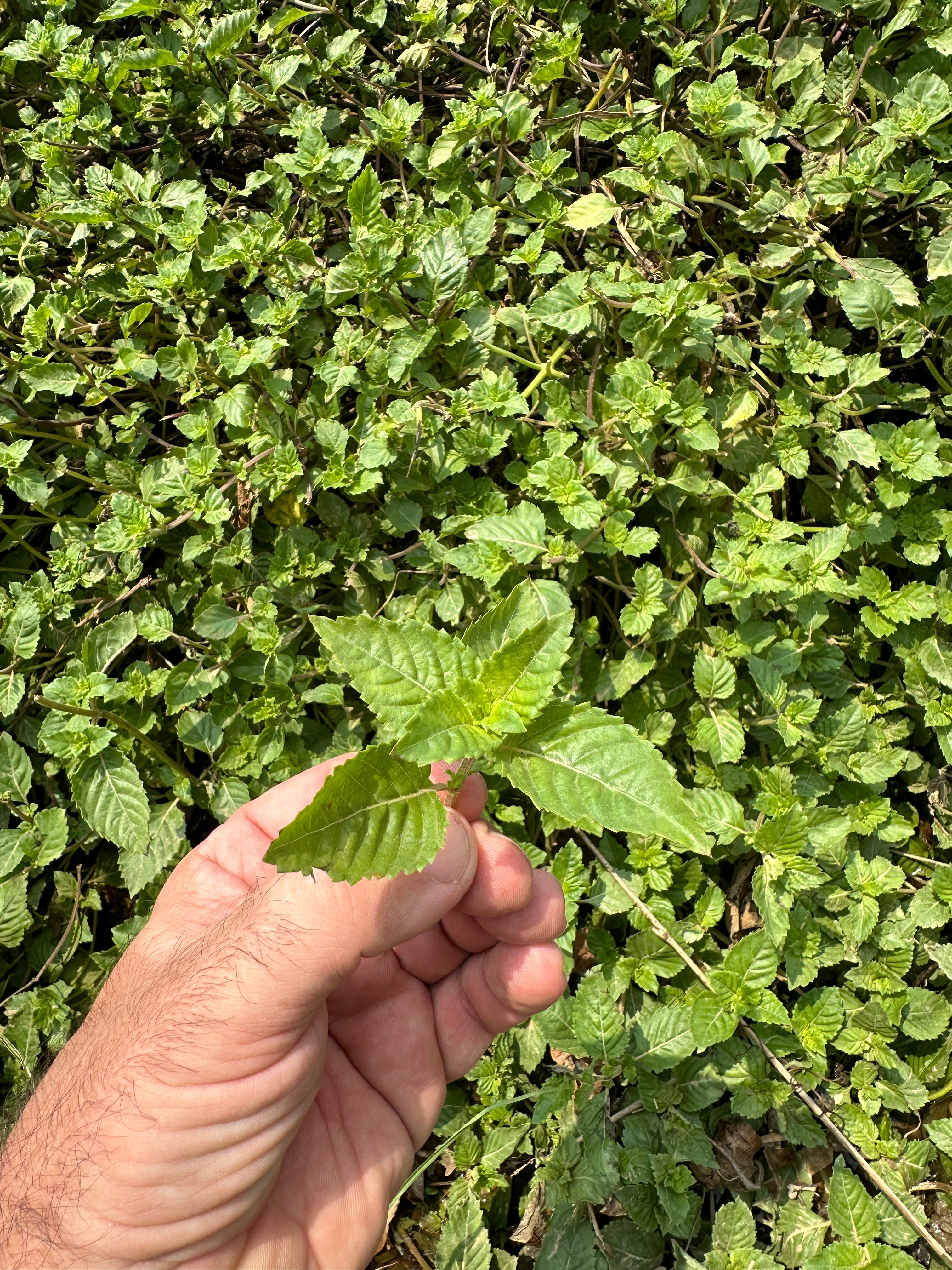 Perilla, Heart Leaf and Mesona Herbal Tea