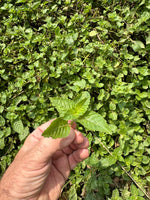 Perilla, Heart Leaf and Mesona Herbal Tea