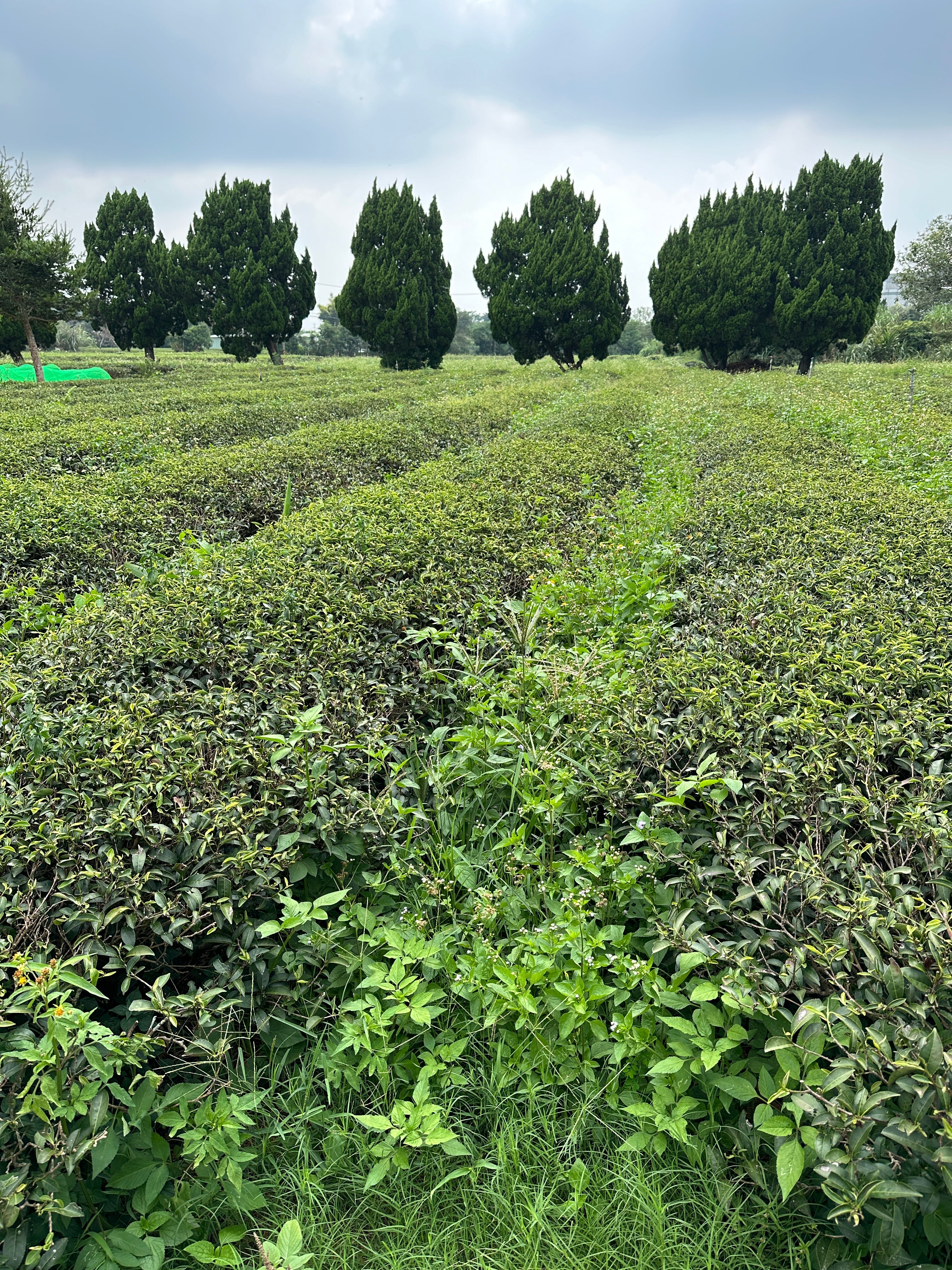 Peach Garden Black Tea