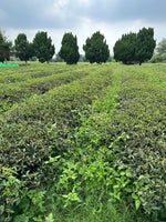 Peach Garden Black Tea