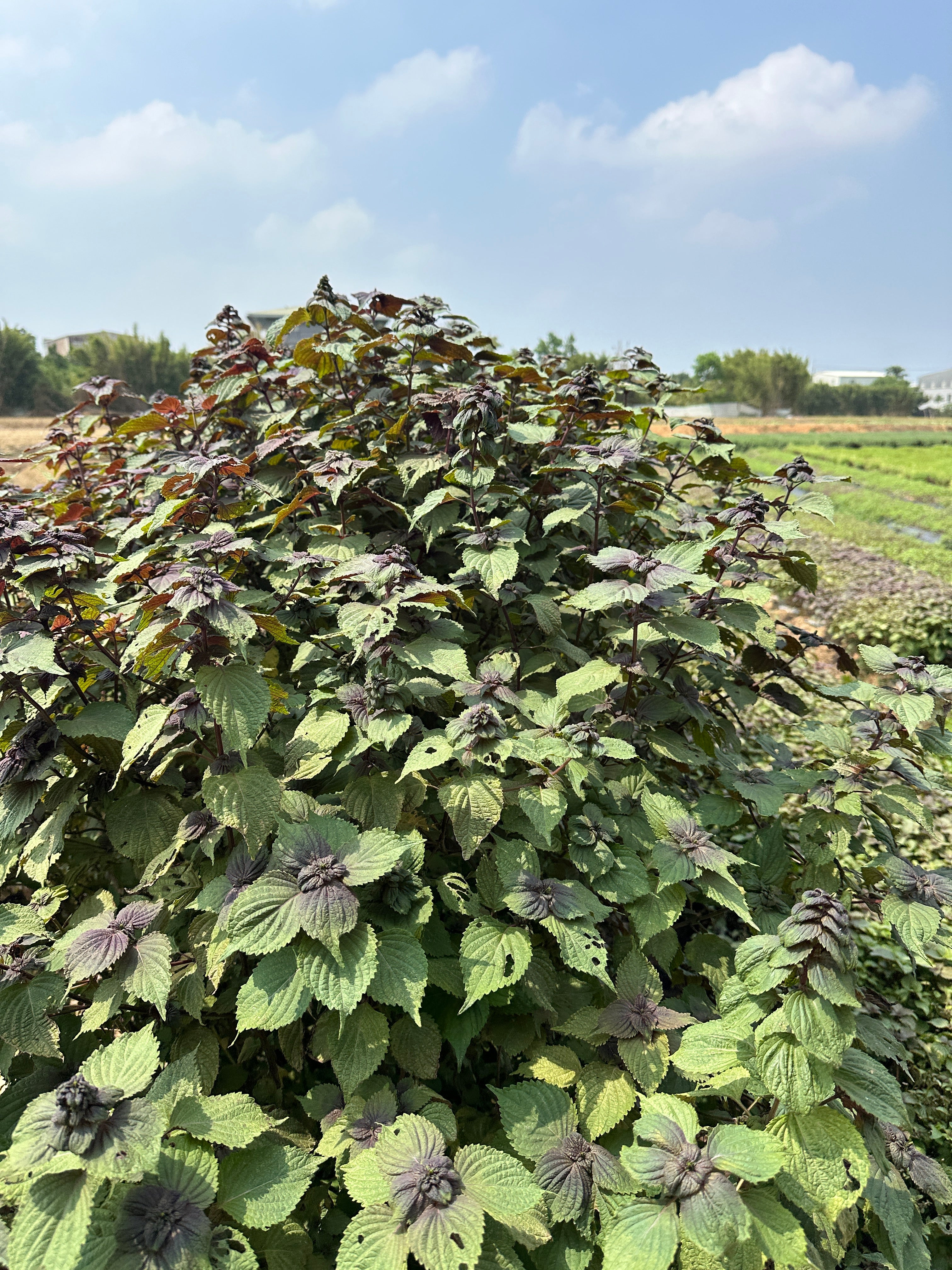 Perilla, Heart Leaf and Mesona Herbal Tea