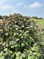 Perilla, Heart Leaf and Mesona Herbal Tea