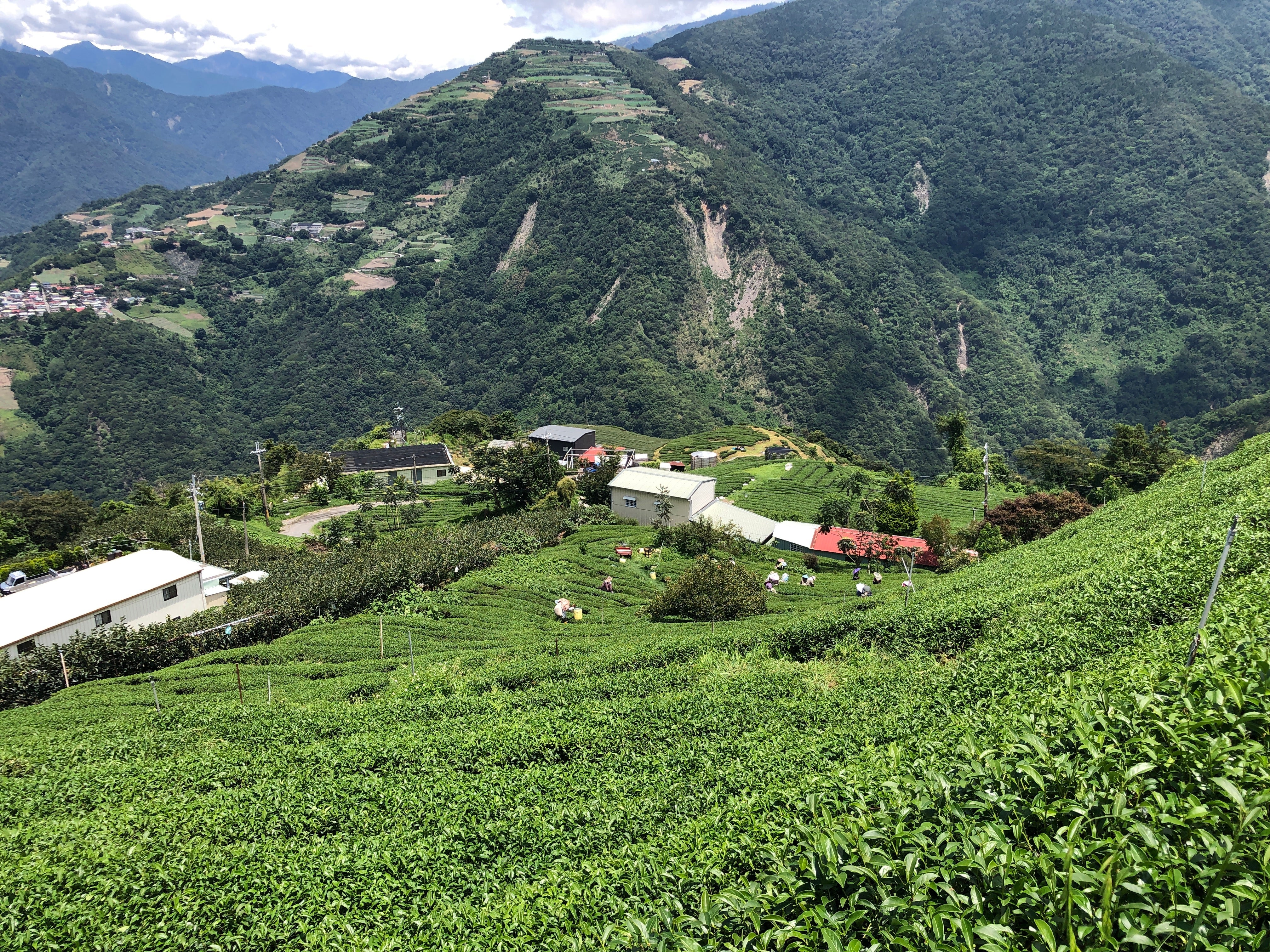 Taiwan's Mountains -- 6 Oolong Terroir Blind Sample Set