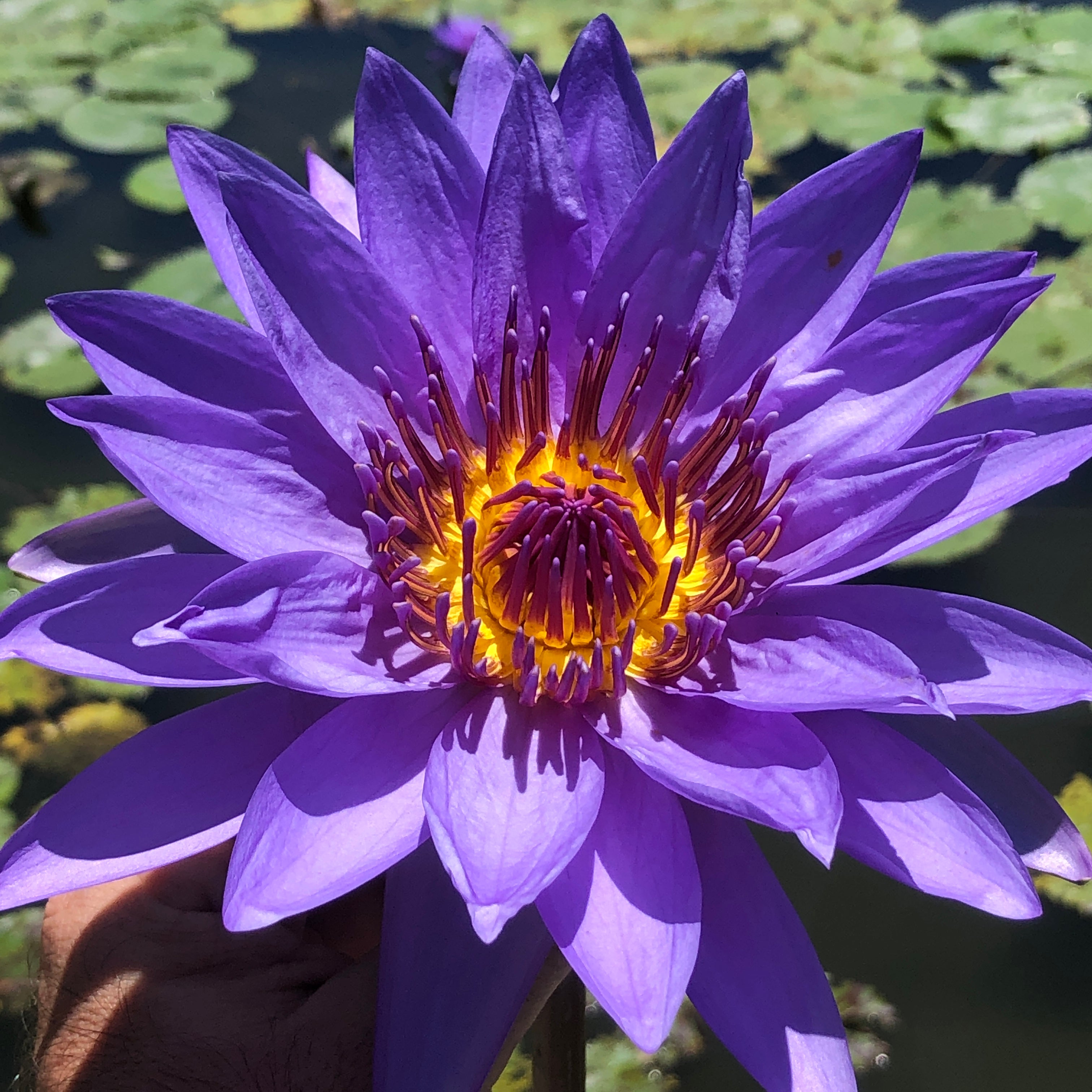 blue and purple lotus flower