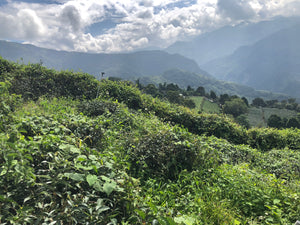 Alishan Red Oolong