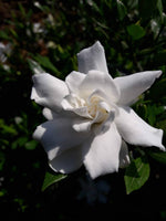Gardenia Flower Oolong(2023)