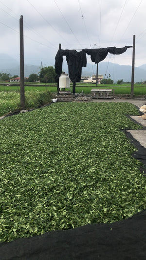 Wild Peach Wuyi Oolong