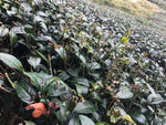 [WHOLESALE] Alishan GABA Oolong