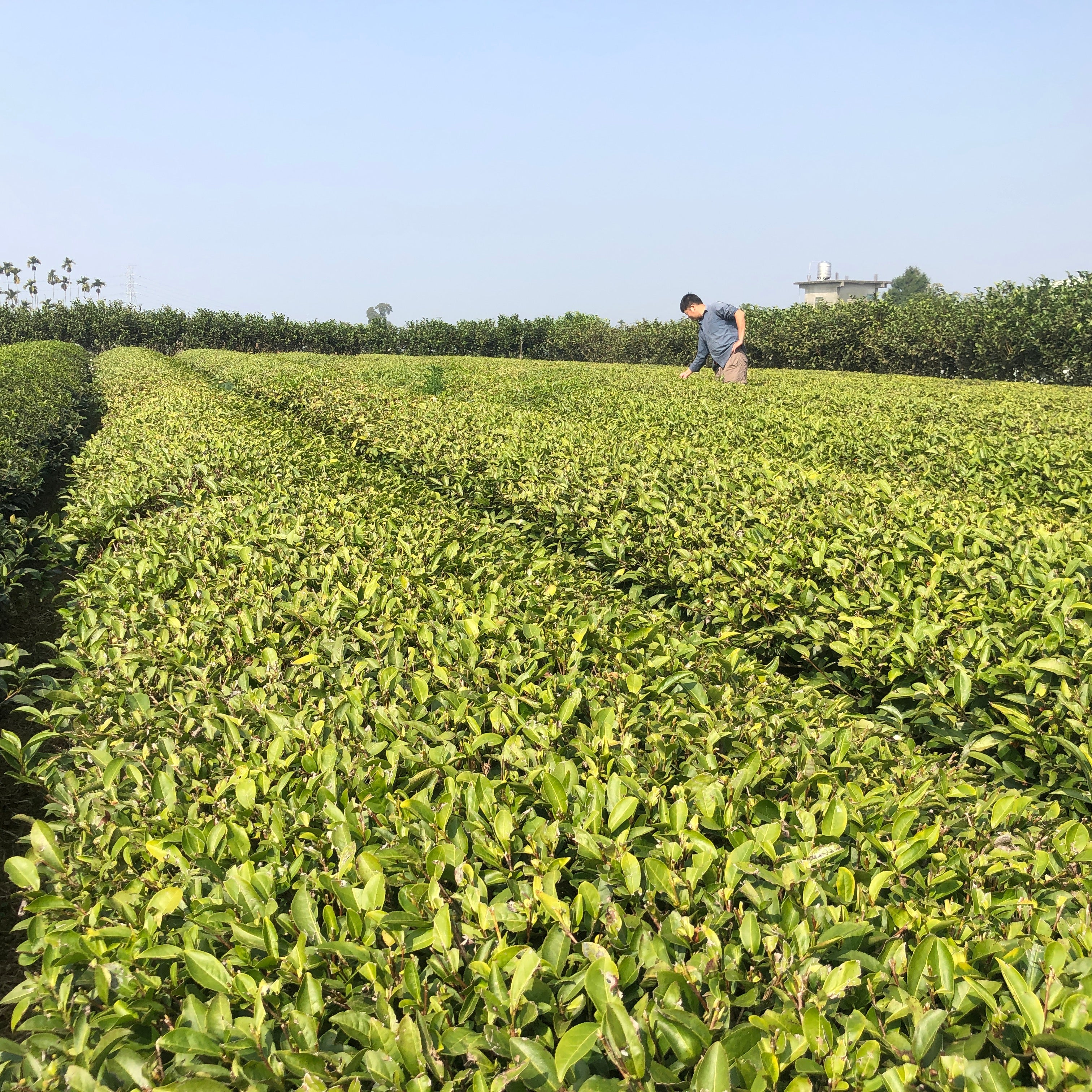 2006 Unroasted Wuyi Oolong