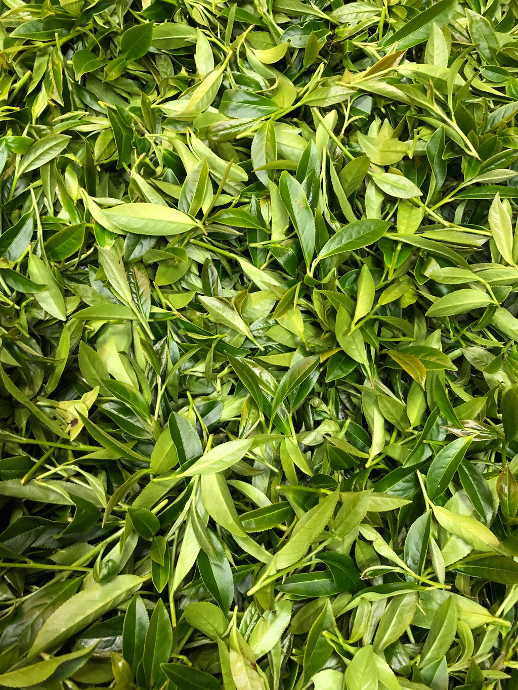 Snow Mist Teas -- Green (Limited amount)