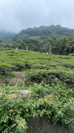 Organic Jade Mountain Honey Black